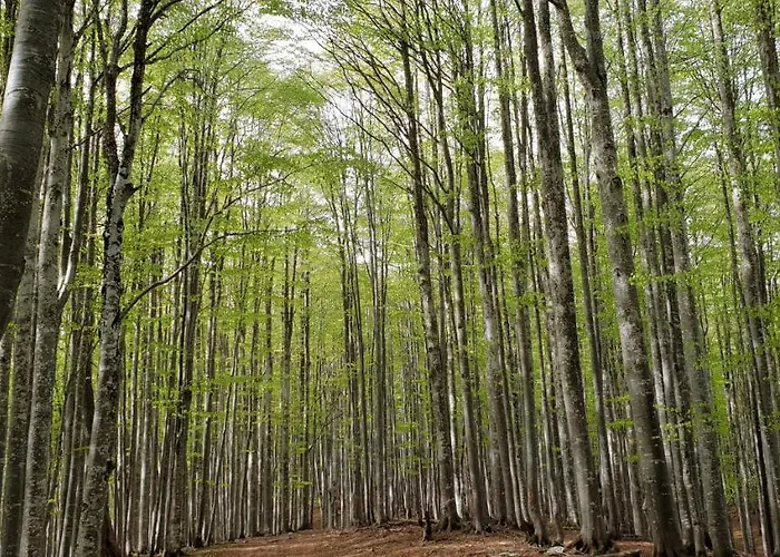 Ninetta Dolomiti アパート